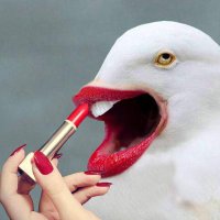 Mimitoosh (@mimitoosh) 's Twitter Profile