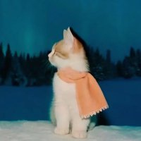 aurelia (@notaureliaa) 's Twitter Profile