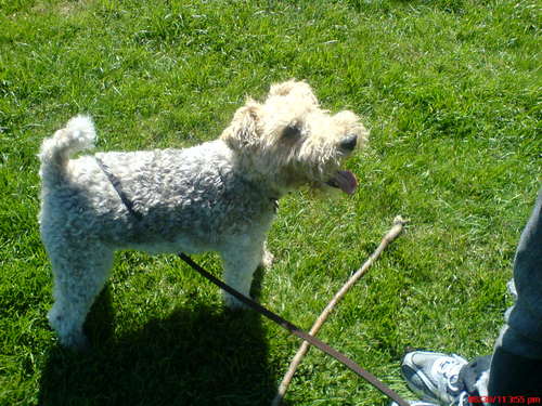 I'm my own dog and a lady killer (it's my penetrating gaze). I love bacon, treats and go nuts at the the beach!