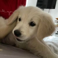 motszi๐ญ๐บ (@motszi7) 's Twitter Profile Photo motszi๐ญ๐บ (@motszi7) 's Twitter Profile Photo