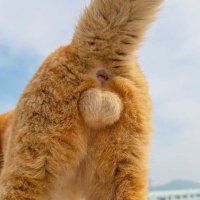 ネコタマ倶楽部 (@gomenkinky) Twitter profile photo