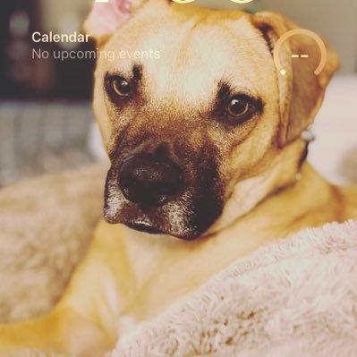 Switched to Blue Sky and LinkedIn ✌🏽 enjoy a pic my dog.