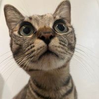 java zhang (@javazhang337299) 's Twitter Profile