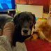 Charlie Three Paws (@charlielabhound) Twitter profile photo Charlie Three Paws (@charlielabhound) Twitter profile photo