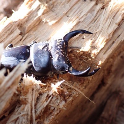 kumosu_mushi's profile picture. クワガタメインになりつつある虫屋 色々広く浅く #伏流水探検隊 #観測者ヰ組