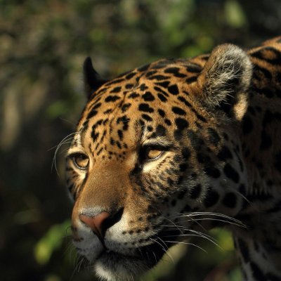 100xairdops's profile picture. 