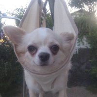 おにぎり (@nealm_230629) Twitter profile photo