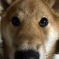 柴犬コロ (@korokke0722) 's Twitter Profile
