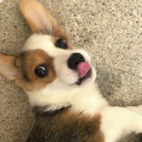 Bitcoin Dumb Money APE (@ape_bitcoi1117) 's Twitter Profile