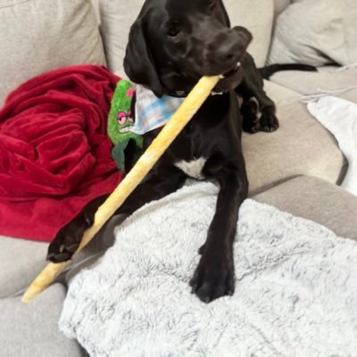 OswinCoolatta's profile picture. I am just a puppy. Life coach. #thealmond #thegoodboy ELETE 8 ACCT