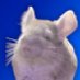 Roy (@gobsmackedsquid) Twitter profile photo Roy (@gobsmackedsquid) Twitter profile photo