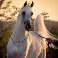 احمد زيدان (@alzydan77532) 's Twitter Profile Photo احمد زيدان (@alzydan77532) 's Twitter Profile Photo