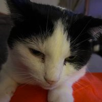 Andrew Doelling (@andrewdoelling) 's Twitter Profile