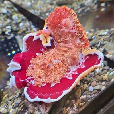 Eitetsu18's profile picture. 家族でウミウシ採集🔍
採集歴は4年目に突入‼️
目指せ200種🙌
基本は石をひっくり返し、たまに潮溜まりに浮かんでみる🤿
（ダイビングはいたしません😓）
毎回図鑑とにらめっこ🧐
週末の予定は潮見表を見てから決まる🌊
ウミウシ好きさん大歓迎🎊