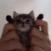 meowmeow (@did_who_ask) Twitter profile photo meowmeow (@did_who_ask) Twitter profile photo