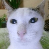 Aldo¿ (@aldowaldoo) 's Twitter Profile Photo