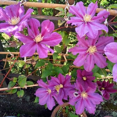 esbVCYzFDU83422's profile picture. オカリナの音色が好き。笑顔。世界平和。家庭連合一世。信教の自由。