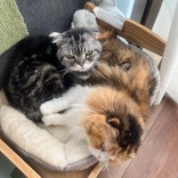 NEKOYUZUMAN (@nekoyuzuman) 's Twitter Profile Photo NEKOYUZUMAN (@nekoyuzuman) 's Twitter Profile Photo