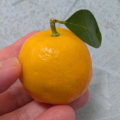 hira3_maemuki's profile picture. 障害者採用で奇跡的に引っかかる→某自治体で公務員やってます。
診断済ADHD+ASDみ+2次うつ、手帳は精神2→今は3級。
診断後は世界がえらく変わったので「異世界転生やww！」と開き直って生きてます。