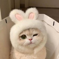 bunnycat (🇹🇭+🇯🇵) (@tametimu) 's Twitter Profile