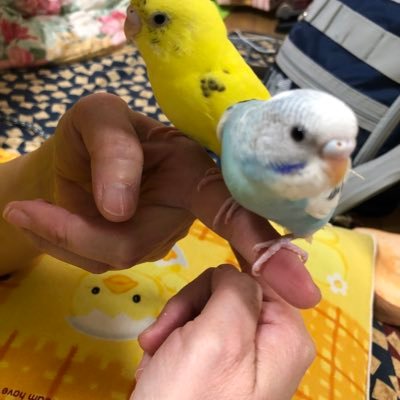 未熟児網膜症からの視覚障害、手帳2級、元盲導犬ユーザー申請中、セキセイ7羽飼育中、マッサージ仕事場探し中、経済DV生活費6万継続中、デブリンコから脱却したい、自由になりたい50代。吉本新喜劇、大阪🩷ブースター登録者