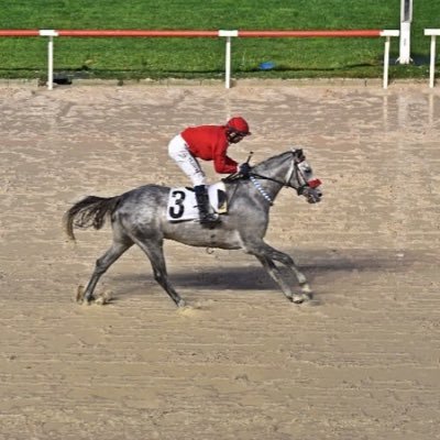 bariyerdibi35's profile picture. At yarışı tahminleri