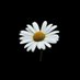 TC FaTiMa 》TA9AFY《 (@ylmzfatima) Twitter profile photo TC FaTiMa 》TA9AFY《 (@ylmzfatima) Twitter profile photo