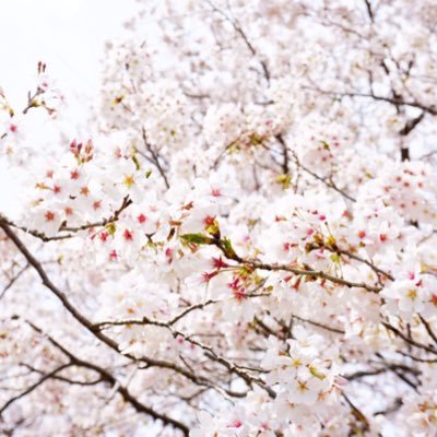 chichichi_saku's profile picture. 1児の母👶2025年2月Famm卒業/webデザイン💻🌸