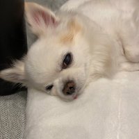 おはぎ (@y0524h) 's Twitter Profile
