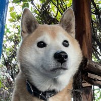 160ばりき (@ct1290r) 's Twitter Profile