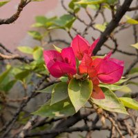 Aloklaxmi Mishra (@a5553lx) 's Twitter Profile