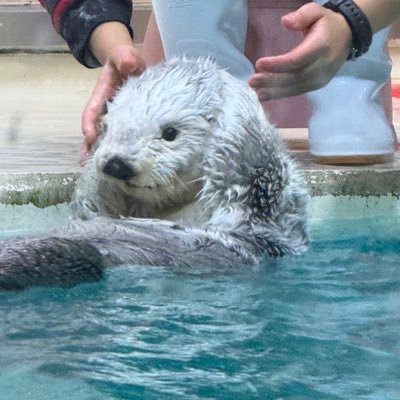 rakkoninaru's profile picture. '00/最近は編み物と陶芸にハマってます