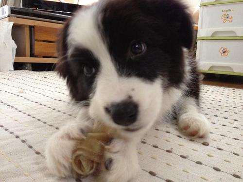 SUNENZO's profile picture. かばん職人の妻。愛犬のボーダーコリーと幼児とのコミカルな生活。Ｈ２０年３月２６日生まれの長男と、H２４年７月１９日生まれの長女がいます☆友人達とブランドを立ち上げるのが夢。