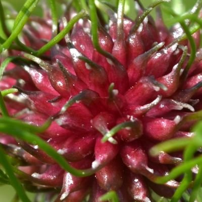 dardezeu's profile picture. I've never tickled a penguin. The rumors are false.