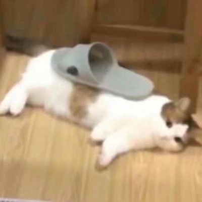 有喜欢的人噜
