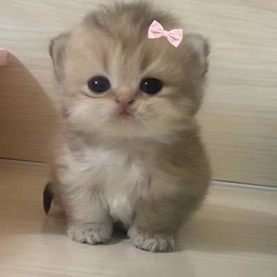 Shut_tf_Upppp's profile picture. Absurd. Pathetic. Introvert. A loner.