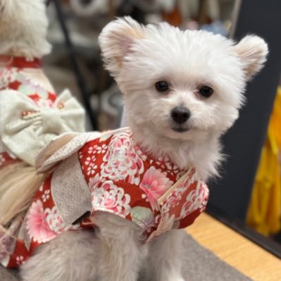 フラワーにこちゃん😎🌼 新作でました🌟 #犬服 #handmade #みーまま