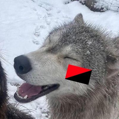 anarchowerewolf's profile picture. adult | she / her | anarchist Ⓐ | OH | autistic girl obsessed w werewolves and politics