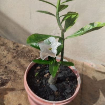 rgo_jos's profile picture. 