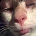 liquidated (@remilengourdi) Twitter profile photo liquidated (@remilengourdi) Twitter profile photo