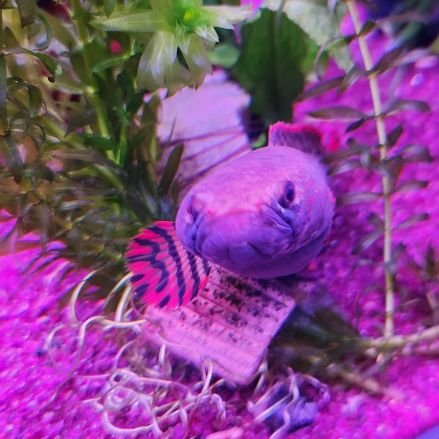 Vicky_Lucky_88's profile picture. スネークヘッド飼育初心者🔰チョコレートレインボーとチャンナ・プルクラを飼育中