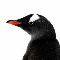 ํ๋ฆฌ๐ฏ๏ธ (@plzplz1537815) 's Twitter Profile