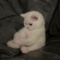 餅　^._.^ (@__nyan_dayo__) 's Twitter Profile