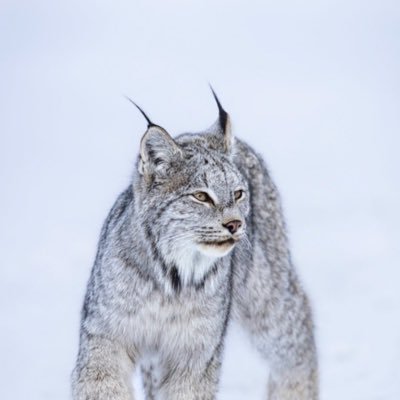 LynxBeast77's profile picture. 