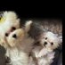 Cynthia Fitzpatrick (@cynthia03626465) Twitter profile photo Cynthia Fitzpatrick (@cynthia03626465) Twitter profile photo
