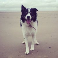 Chester โ๏ธ๐ด๓ ง๓ ข๓ ฅ๓ ฎ๓ ง๓ ฟ๐ฌ๐ง๐บ๐ธ (@reformerdog2) 's Twitter Profile