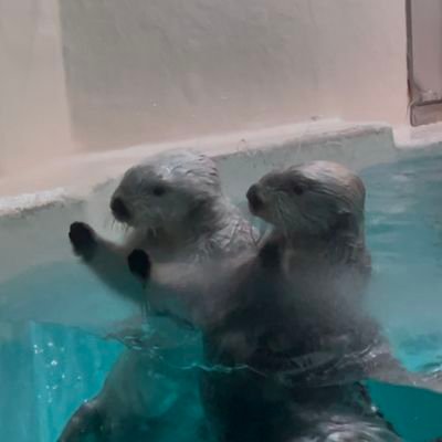 r0Ey01VcUXIJR8z's profile picture. メイちゃんキラちゃんリロくん