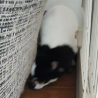 その辺の変態 (@kousukelove1013) Twitter profile photo