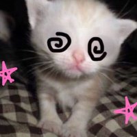 EgirlCafeOVN (@egirlcafeovn) 's Twitter Profile Photo EgirlCafeOVN (@egirlcafeovn) 's Twitter Profile Photo