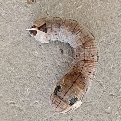 JamesMutun36070's profile picture. 